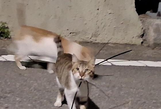 여수서 케이블타이에 목졸린 길고양이 잇따라 발견…경찰 수사 