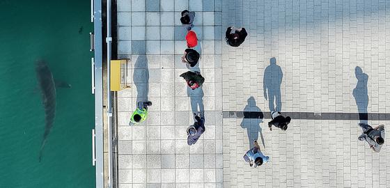 북항 수로 나왔지만 못 떠나는 부캉이…여객터미널 앞바다서 사흘째