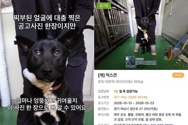 "특이사항, 매우 온순"…귀여운데 안락사 위기 놓인 까만 강아지