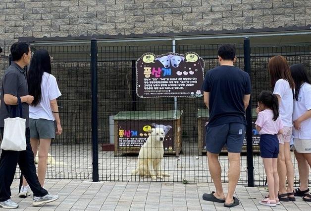 남북 상징 풍산개 자견, 보호소 신세…김예지 돌봄 촉구