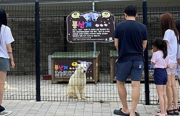 남북 상징 풍산개 자견, 보호소 신세…김예지 돌봄 촉구