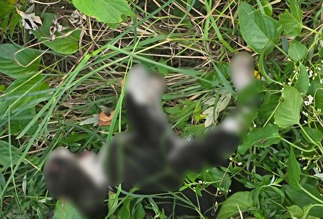 울산서 길고양이 잇단 폐사…"학대 의심" 경찰 내사