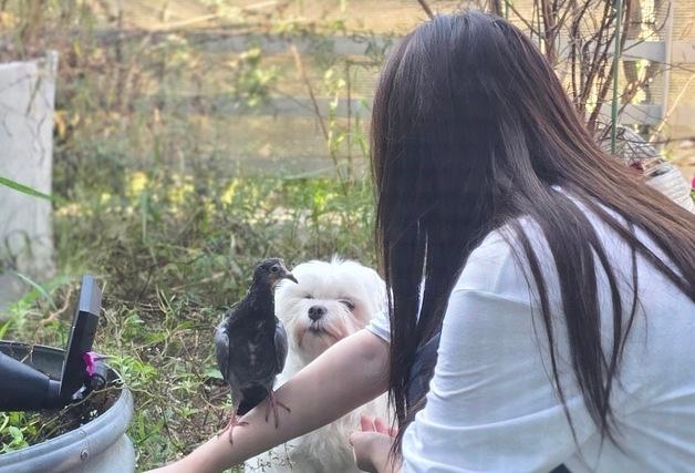 비둘기 구조한 딸, 돌봐준 수의사 아빠…대를 이은 동물 사랑