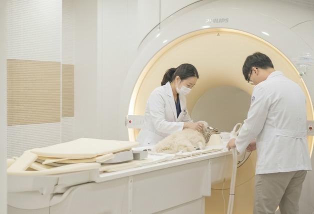 반려견 검진서 발견된 '간 결절'…MRI로 감별 정확도 높인다