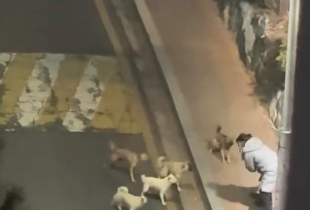 "사람 쫓아와요" 전주 도심 들개 무리 출몰…시민 불안 확산