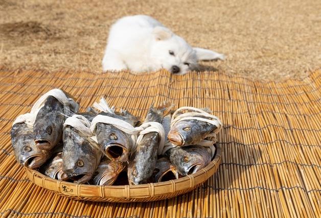 "아무거나 먹이지 마세요"…설 연휴 동물병원 내원 원인 1위는
