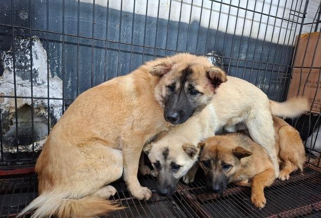 전주서 행인 위협하던 들개 중 3마리 포획…"나머지도 추적"