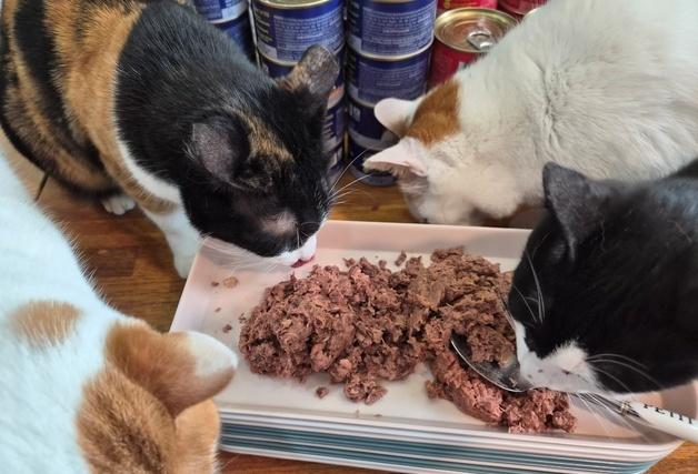 "보호소 고양이도 풍요로운 설 명절"…캔포캣프로젝트 진행