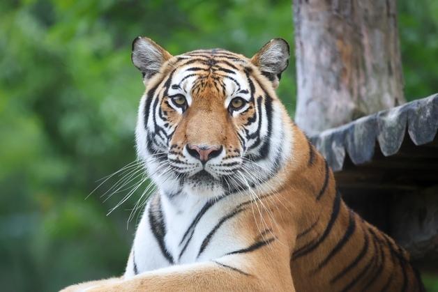국립백두대간수목원 '백두산호랑이 태범·무궁' 생일파티 연다