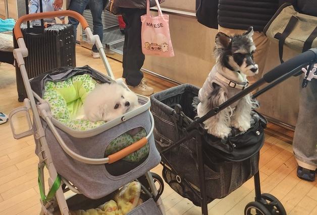 연휴엔 반려견과 칭다오 갈까…펫츠고트래블, 동반여행상품 출시