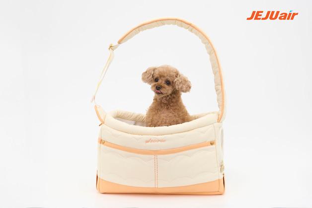 명절·휴가철 '펫 동반' 여행 급증…제주항공, 월평균 대비 26%↑