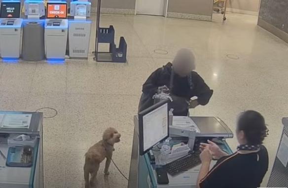 반려견 못 태운다고 하자 공항에 두고 혼자 탑승…"추적 장치 있어 괜찮아"