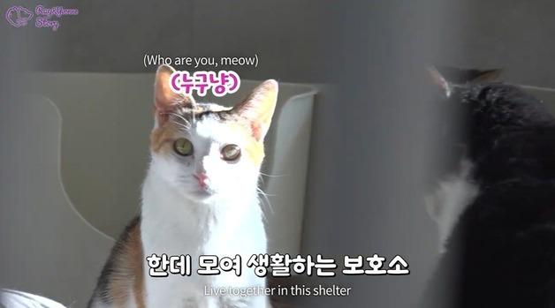 한국반려동물영양연구소, 고양이보호소 후원 과정 공개