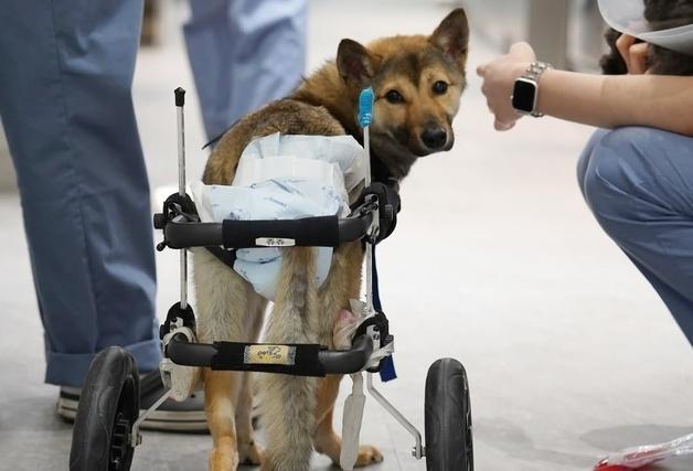 "반려견 다리 수술, 어디 맡길까"…정형외과 동물병원 선택 기준은