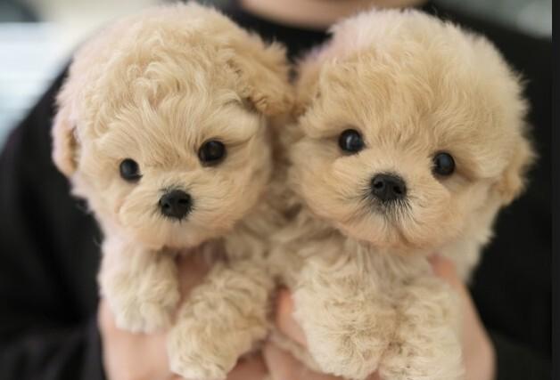 "반려동물 사지 마세요"…충북도, 유기동물 입양비 15만원 지원