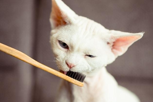 "개·고양이 겸용이라더니"…허브·에센셜 오일, 고양이엔 독 될 수도