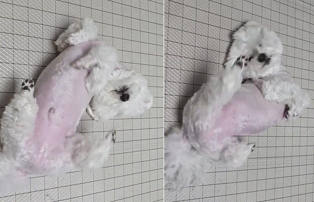 "잘한다~" 칭찬에 자동 공연…90만 명 홀린 '분홍소시지 춤' 강아지