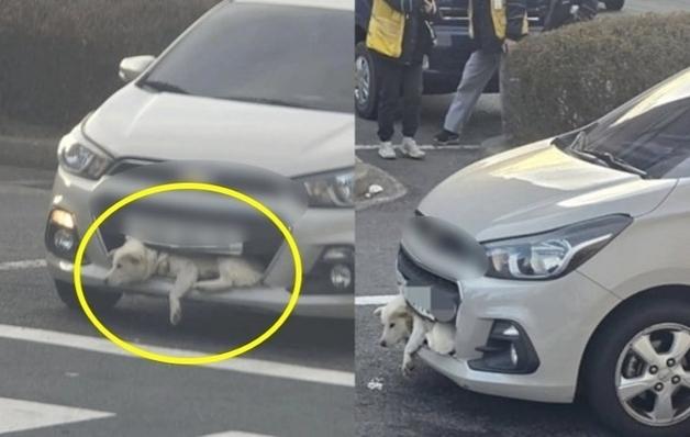차 범퍼에 끼인 개…119 신고로 양산서 구조