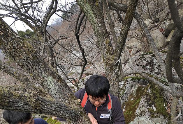 "산양, 경북 포항까지 서식" 밝힌 논문, 국제학술지 오릭스 게재