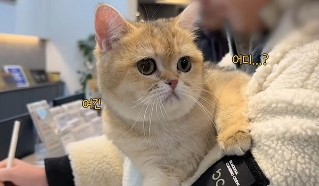 고양이 심장병, 증상 없을수록 위험하다…"정기 검진이 답"