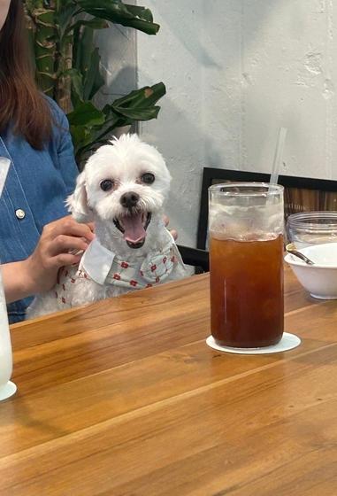 식당·카페 애견 동반 가능 첫날…"오히려 갈 곳 줄었어요"