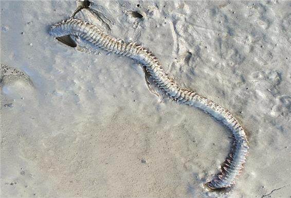 갯벌 정화하는 '흰이빨참갯지렁이'…3월 이달의 해양생물로 선정