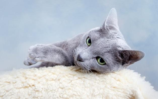 넬동물의료센터-전북대, 고양이 희귀 간 증례 SCI급 국제학술지 게재