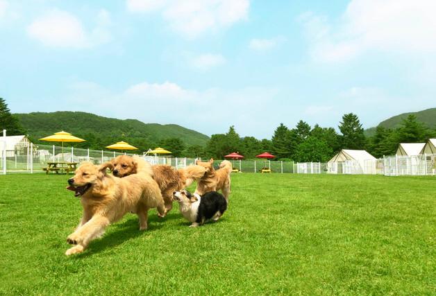 골드펫리조트, 봄맞이 새 단장…반려동물 행동문제 상담도 진행