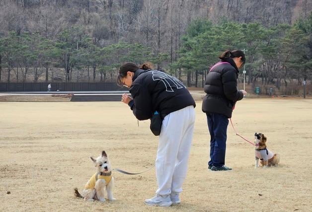 서울시, '반려동물 시민학교' 개강…강아지 사회화·산책 교육 무료