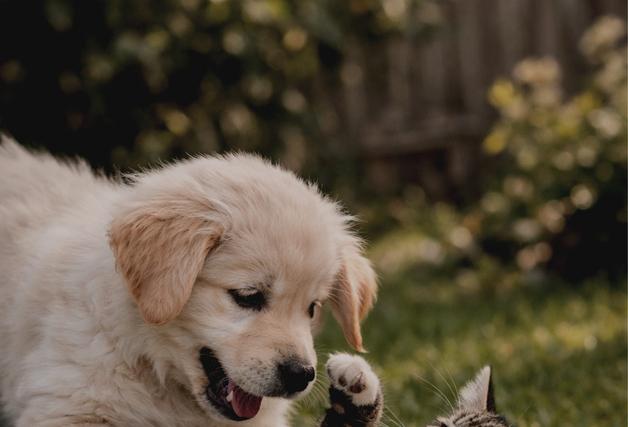 "집 비울 때 반려동물 10일까지 돌봄 지원"…강서구, '펫위탁소' 운영