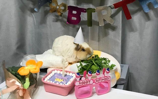 친구들 초대해 '기니피그 생일파티'…입장료는 채소였습니다