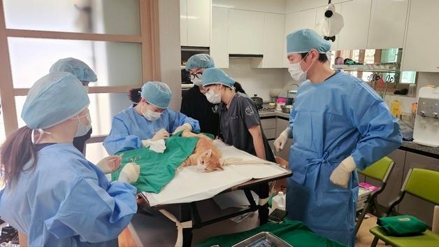 청주시, 길고양이 번식 억제 중성화…상반기 1000마리 목표 