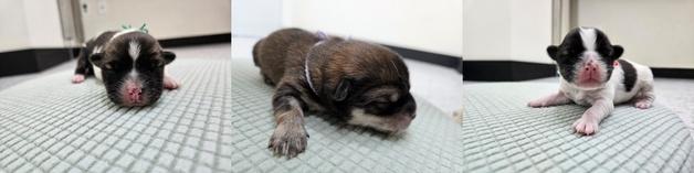 "딸기·오이·포도가 따뜻한 가족 기다립니다"