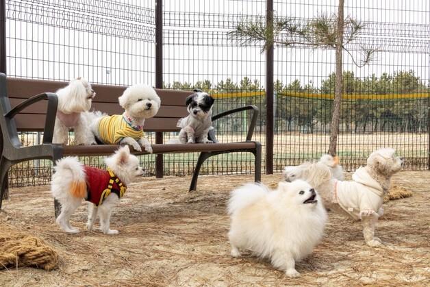 대덕구 반려동물 친화 도시 만든다…반려동물 놀이터 조성