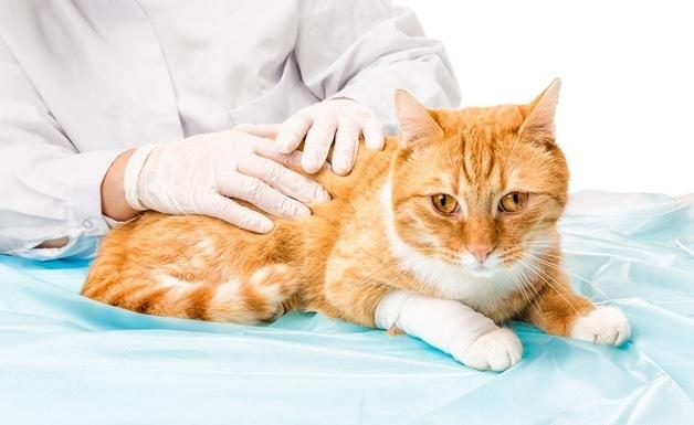 희귀 뇌질환 고양이, 수술로 보행 회복…국제학술지 게재