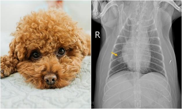 "증상 거의 없었는데"…폐종양 앓던 반려견, 수술로 살렸다