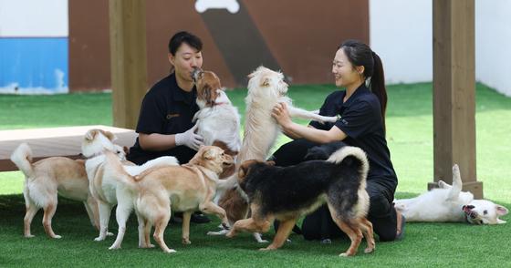 [뉴스1 PICK] 오늘은 '국제 강아지의 날'…모든 강아지들이 행복한 그날까지
