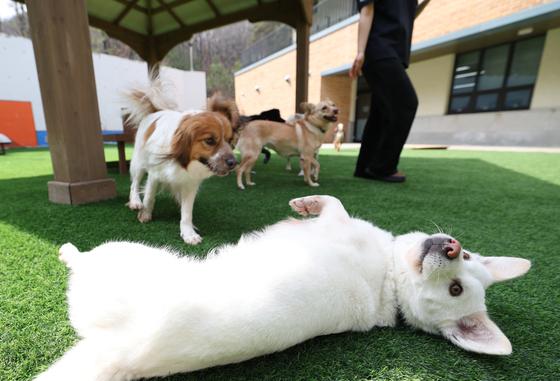 농식품부 '동물 의료 제도개선 TF' 발족…진료비 부담 완화 논의