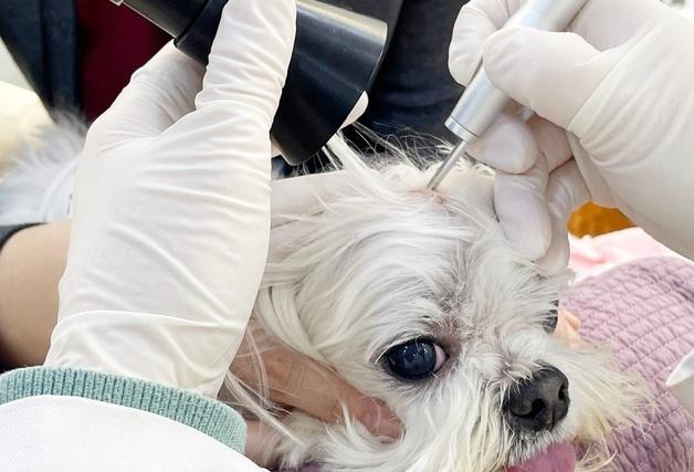 이을동물병원, 국소마취 레이저로 '반려견 피부혹' 제거술 1200건