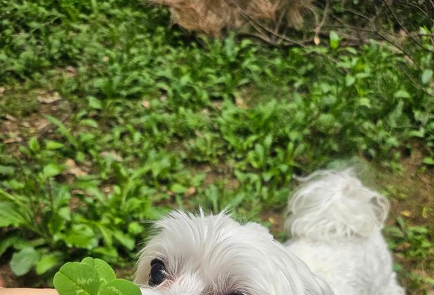 "은퇴 군견·경찰견·소방견도 혜택"…성남시, 반려동물 의료지원 확대