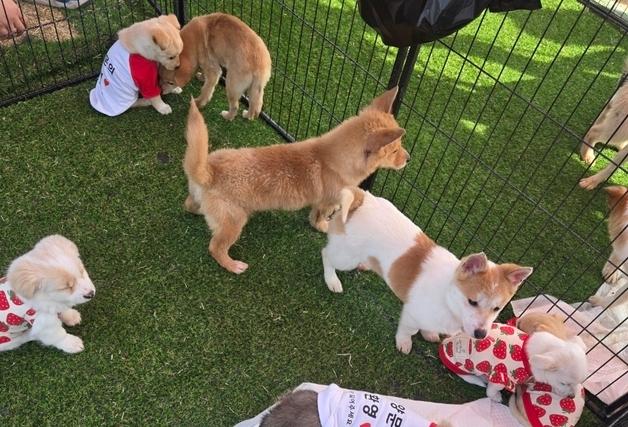 "논산딸기축제 기간 4일간 유기견 53마리 새 가족 품으로"