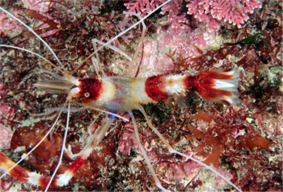 물고기 붙어 기생충 먹는 '청소새우'…4월 해양생물로 선정