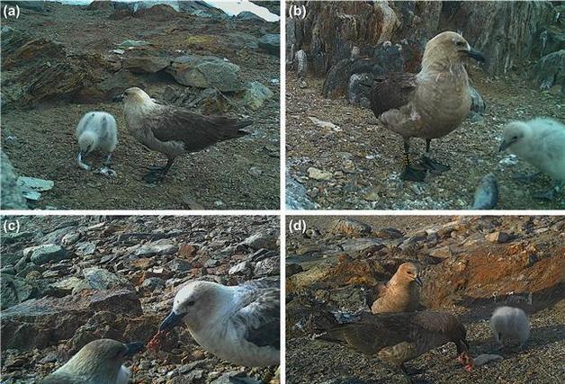 극지연, 남극 상위 포식자 '남극도둑갈매기' 번식지 환경 따라 먹이 선택