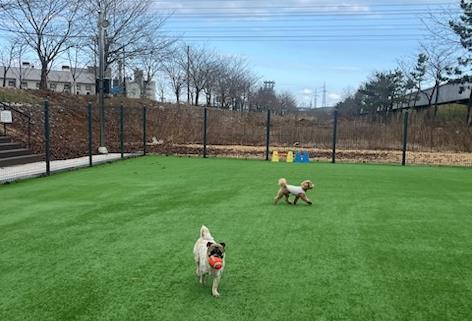 "밤 산책도 OK"…동해시 반려동물 놀이터 운영 재개