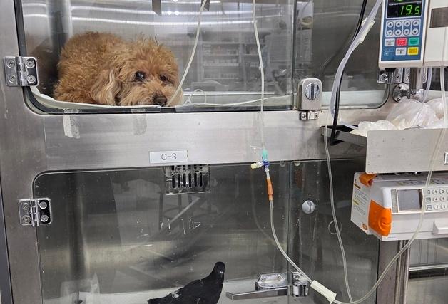 카페에 들어와 픽 쓰러진 비둘기…동물병원서 퇴원 못 하는 이유