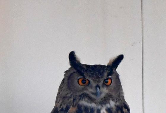 봄 외출 나온 천연기념물 수리부엉이…포항 흥해서 목격