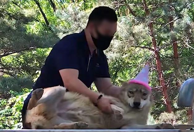 "강아지처럼 귀엽잖아"…오월드 늑대, 고깔 쓰고 생파 영상 파묘