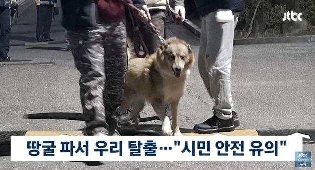'미인계 작전'이라던 '오월드' 늑대 수색…알고 보니 유기견 늑대개