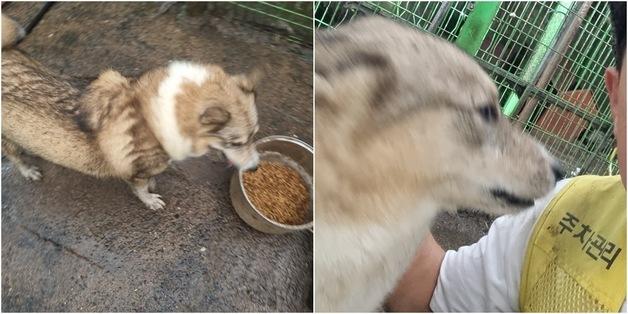 '미인계 작전'이라던 '오월드' 늑대 수색…알고 보니 유기견 늑대개