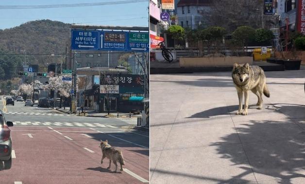오월드 늑대, 애초에 멀리 도망 안갔나…'가짜 사진'에 수색 혼선